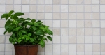 Marmor Mosaik Fliese Naturstein elfenbein creme hellbeige Fliesenspiegel Wandfliese Kche Bad - MOS36-0106